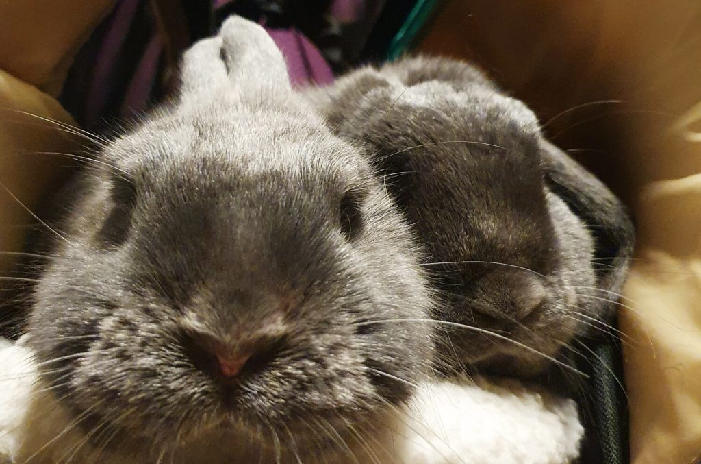 Article de blogue: Deux lapins en direction de la Bretagne